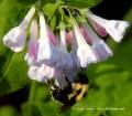 Click to Enter 'New England Wildflowers' Collection